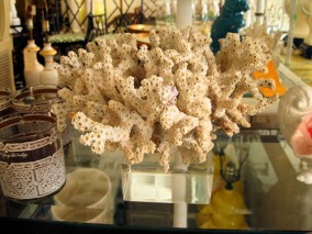 Coral on Lucite Base
