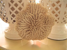 Coral on Stand