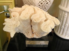 Coral on Lucite