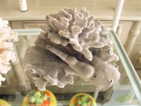 Blue Coral