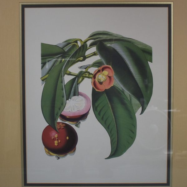 Framed Decorative Print Tropical Fruit