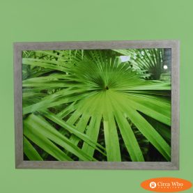 Palm Leave Photography