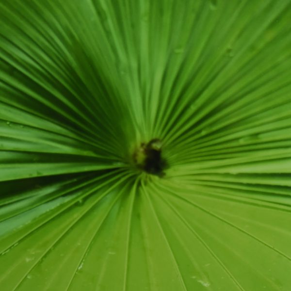 Palm Leave Photography