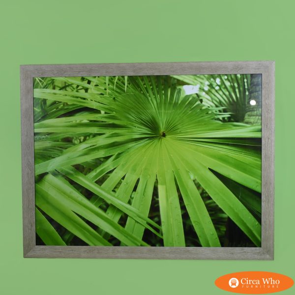 Palm Leave Photography