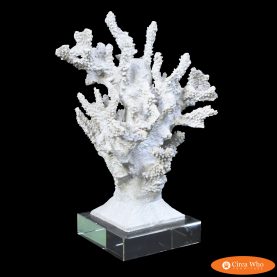 Tall Coral on Lucite