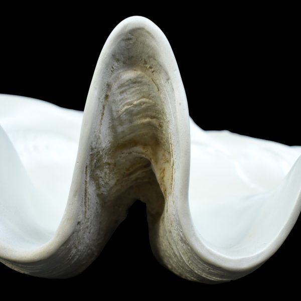 Vintage Decorative Clam Shell - Image 3