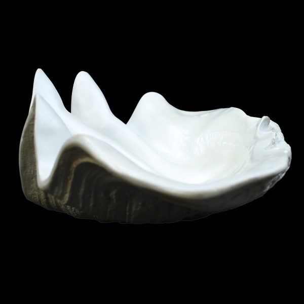 Vintage Decorative Clam Shell - Image 4